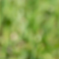 Мак :: Игорь Сикорский Мак :: Игорь Сикорский