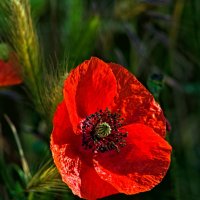 Мак :: Giant Tao /