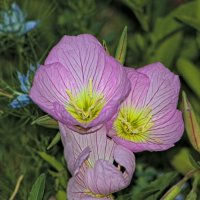 Ослинник :: Giant Tao /