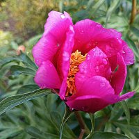 Пион уклоняющийся :: Любовь Сахарова