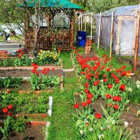 Цветы на даче :: Александр Щеклеин