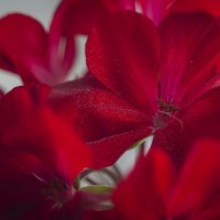Элегантность герани. :: Вадим Басов