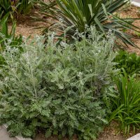 На клумбе :: Анатолий Чикчирный