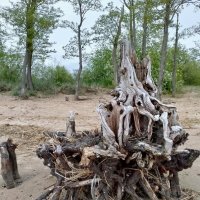 Корни :: Cергей Кочнев