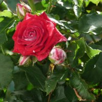 Алая  роза :: Валентин Семчишин