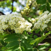 Москва. Парк Коломенское. :: Наташа ***** Москва. Парк Коломенское. :: Наташа *****