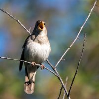Соловей :: Владимир Безбородов