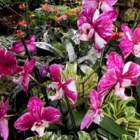 " :: Светлана Хращевская