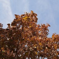 краски апреля :: Елена Шаламова