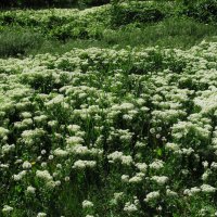 после дождей :: Елена Шаламова