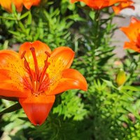 ,,, :: Сергей Тимоновский