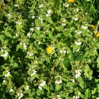 Яснотка белая :: Oleg4618 Шутченко Яснотка белая :: Oleg4618 Шутченко