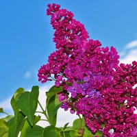 Сиреневый май :: Светлана 