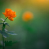 * :: Александр Иванов