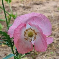 Открытость :: Наталья 