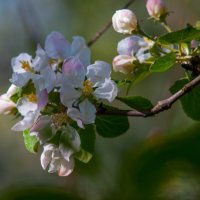 Цветок яблони! :: Анатолий Нецепляев Цветок яблони! :: Анатолий Нецепляев