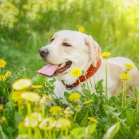 Алькор :: Alex Bush