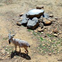 В ростовском зоопарке :: Нина Бутко