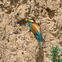 Золотистая щурка :: Александр Посошенко