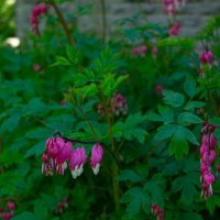 Дицентра великолепная :: Светлана Мишенёва