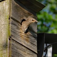 Скворец :: краснов юрий 