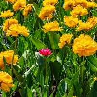 *** :: Дмитрий Лупандин *** :: Дмитрий Лупандин