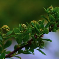 Спирея :: Наталья Лакомова Спирея :: Наталья Лакомова