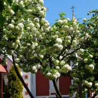 Цветение калины бульденеж :: Наиля Цветение калины бульденеж :: Наиля
