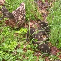 Утята :: Сапсан 