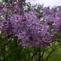 Сирень :: Сапсан 