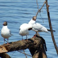Чайки :: Вик Токарев