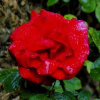 У природы нет плохой погоды... :: Владимир Манкер У природы нет плохой погоды... :: Владимир Манкер