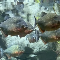 Пираньи :: <<< Наташа >>>