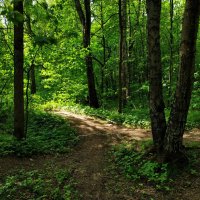 Летние мотивы :: Андрей Лукьянов