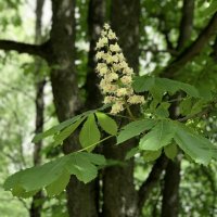 Свечка каштана. :: Любовь 