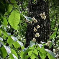 Вяз. :: Любовь 