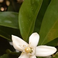 ЦВЕТЕНИЕ АПЕЛЬСИНА :: Tata Wolf