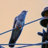 Спой, светик, не стыдись! :) :: Елена Хайдукова  ( Elena Fly )