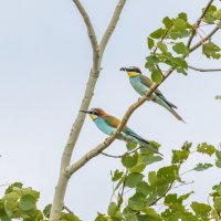 золотистые щурки :: юрий макаров золотистые щурки :: юрий макаров