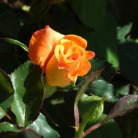 Оранжевая роза Флорибунда :: Валентин Семчишин Оранжевая роза Флорибунда :: Валентин Семчишин