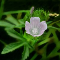 Мальва мускусная просвирник :: Надежда Куркина 