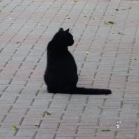 вариации на тему :: Елена Шаламова