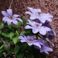 Клематис :: Рита Симонова