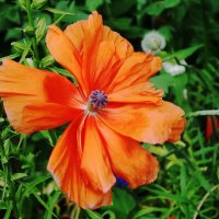 Мак :: Рита Симонова