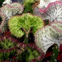 Эуфобия Лактея Кристата :: Светлана Хращевская