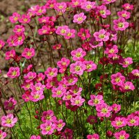 Розовый коврик :: Светлана Розовый коврик :: Светлана