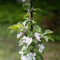 Колоновидная яблоня в цвету :: Александр Синдерёв