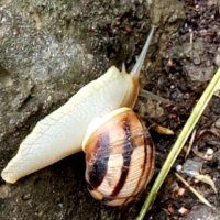 Улитка :: Giant Tao /