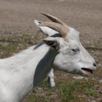 Мееее :: Наталия Григорьева