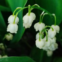 И только ландыш солнышку не рад, предпочитает тень его наряд.... :: Валентина Богатко 